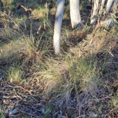 Rytidosperma pallidum (Red-anther Wallaby Grass) at Wanniassa Hill - 21 Oct 2023 by LPadg