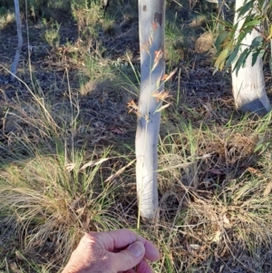 Rytidosperma pallidum at Tuggeranong, ACT - 22 Oct 2023