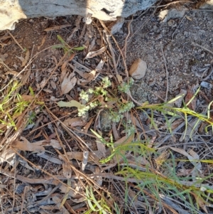 Poranthera microphylla at Tuggeranong, ACT - 22 Oct 2023