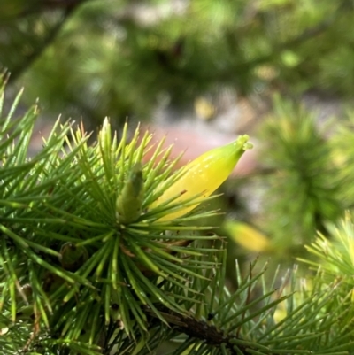 Astroloma pinifolium (Pine Heath) at Grampians National Park - 15 Oct 2023 by AnneG1