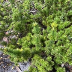 Astroloma pinifolium at Bellfield, VIC - 16 Oct 2023 10:55 AM