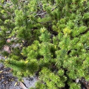 Astroloma pinifolium at Bellfield, VIC - 16 Oct 2023