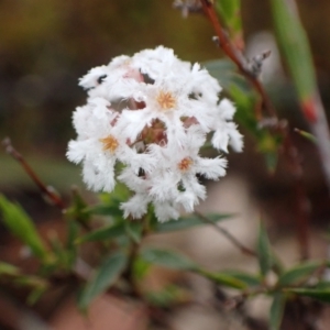 Leucopogon virgatus at Bellfield, VIC - 16 Oct 2023