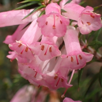 Epacris impressa (Common Heath) at Grampians National Park - 16 Oct 2023 by AnneG1