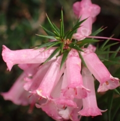 Epacris impressa at Bellfield, VIC - 16 Oct 2023