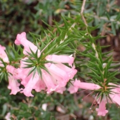 Epacris impressa at Bellfield, VIC - 16 Oct 2023