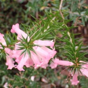 Epacris impressa at Bellfield, VIC - 16 Oct 2023