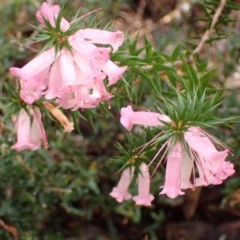 Epacris impressa at Bellfield, VIC - 16 Oct 2023 12:21 PM