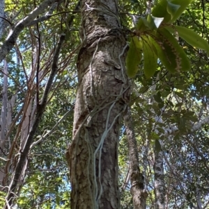 Peristeranthus hillii at Broken Head, NSW - 20 Oct 2023