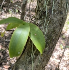 Peristeranthus hillii at Broken Head, NSW - suppressed