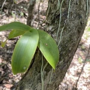 Peristeranthus hillii at Broken Head, NSW - suppressed