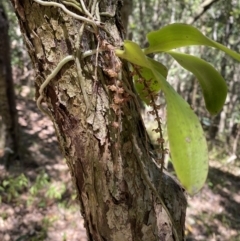 Peristeranthus hillii at Broken Head, NSW - suppressed