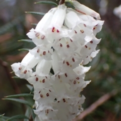 Epacris impressa (Common Heath) at Bellfield, VIC - 16 Oct 2023 by AnneG1