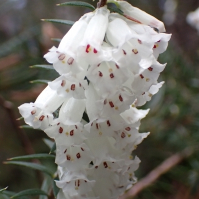 Epacris impressa (Common Heath) at Bellfield, VIC - 16 Oct 2023 by AnneG1