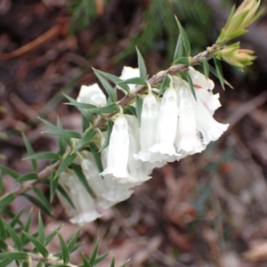 Epacris impressa at Bellfield, VIC - 16 Oct 2023