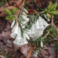 Epacris impressa at Bellfield, VIC - 16 Oct 2023