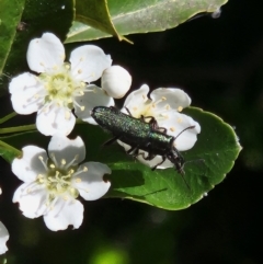 Eleale aspera (Clerid beetle) at Ainslie Volcanics Grassland (AGQ) - 21 Oct 2023 by UserBiZvQDJI