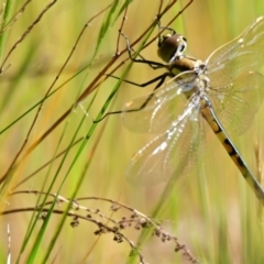 Hemicordulia tau (Tau Emerald) at Belconnen, ACT - 21 Oct 2023 by Thurstan