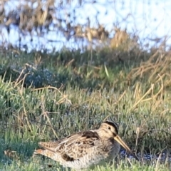 Gallinago hardwickii at Fyshwick, ACT - suppressed