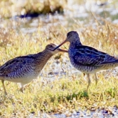 Gallinago hardwickii at Fyshwick, ACT - suppressed