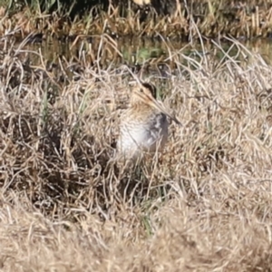 Gallinago hardwickii at Fyshwick, ACT - suppressed