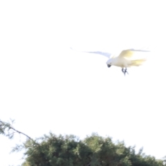 Cacatua galerita (Sulphur-crested Cockatoo) at Fyshwick, ACT - 22 Oct 2023 by JimL