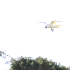 Cacatua galerita (Sulphur-crested Cockatoo) at Jerrabomberra Wetlands - 21 Oct 2023 by JimL