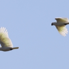 Cacatua galerita at Fyshwick, ACT - 22 Oct 2023