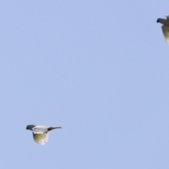 Cacatua galerita at Fyshwick, ACT - 22 Oct 2023 09:04 AM