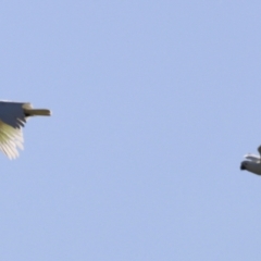 Cacatua galerita at Fyshwick, ACT - 22 Oct 2023