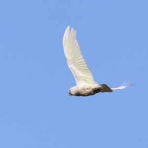 Cacatua sanguinea at Fyshwick, ACT - 22 Oct 2023