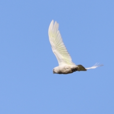 Cacatua sanguinea (Little Corella) at Fyshwick, ACT - 22 Oct 2023 by JimL