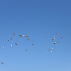 Cacatua sanguinea at Fyshwick, ACT - 22 Oct 2023