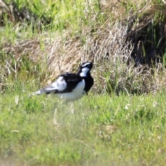 Grallina cyanoleuca (Magpie-lark) at Jerrabomberra Wetlands - 21 Oct 2023 by JimL