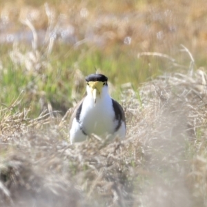 Vanellus miles at Fyshwick, ACT - 22 Oct 2023