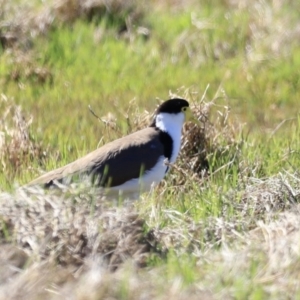 Vanellus miles at Fyshwick, ACT - 22 Oct 2023