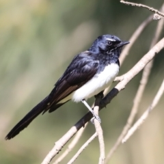 Rhipidura leucophrys (Willie Wagtail) at Fyshwick, ACT - 22 Oct 2023 by JimL