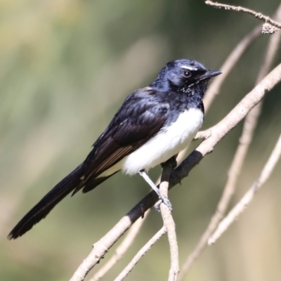 Rhipidura leucophrys (Willie Wagtail) at Jerrabomberra Wetlands - 21 Oct 2023 by JimL