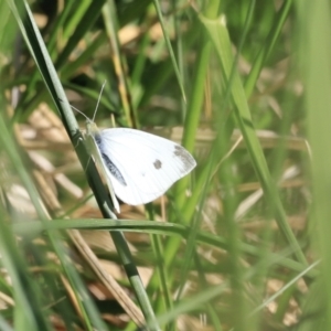 Pieris rapae at Fyshwick, ACT - 22 Oct 2023