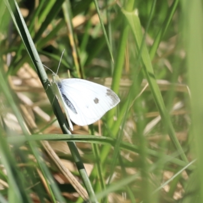 Pieris rapae (Cabbage White) at Fyshwick, ACT - 21 Oct 2023 by JimL