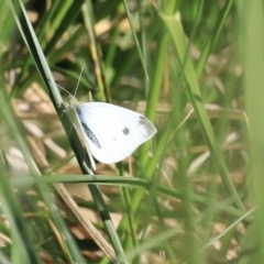 Pieris rapae (Cabbage White) at Fyshwick, ACT - 21 Oct 2023 by JimL