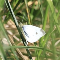 Pieris rapae at Fyshwick, ACT - 22 Oct 2023