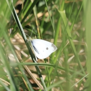 Pieris rapae at Fyshwick, ACT - 22 Oct 2023