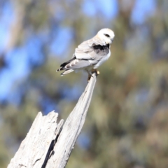 Elanus axillaris (Black-shouldered Kite) at Fyshwick, ACT - 22 Oct 2023 by JimL