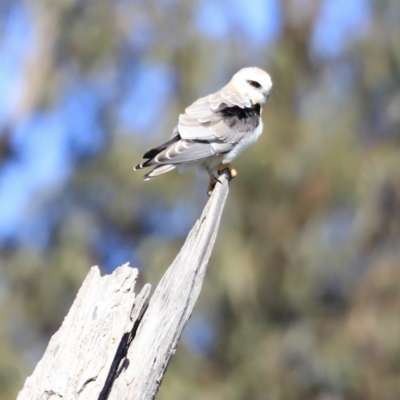 Elanus axillaris (Black-shouldered Kite) at Fyshwick, ACT - 21 Oct 2023 by JimL