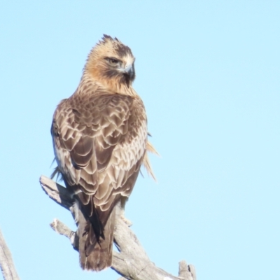Hieraaetus morphnoides (Little Eagle) by BenW