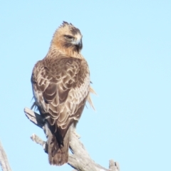 Hieraaetus morphnoides (Little Eagle) at Garran, ACT - 21 Oct 2023 by BenW