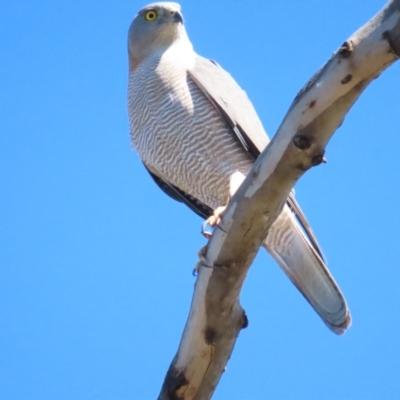 Tachyspiza fasciata (Brown Goshawk) at Red Hill, ACT - 22 Oct 2023 by BenW