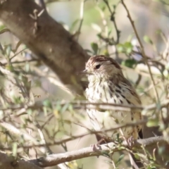 Pyrrholaemus sagittatus (Speckled Warbler) at Red Hill Nature Reserve - 21 Oct 2023 by BenW