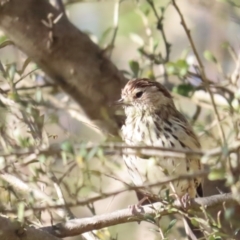 Pyrrholaemus sagittatus (Speckled Warbler) at Red Hill, ACT - 22 Oct 2023 by BenW